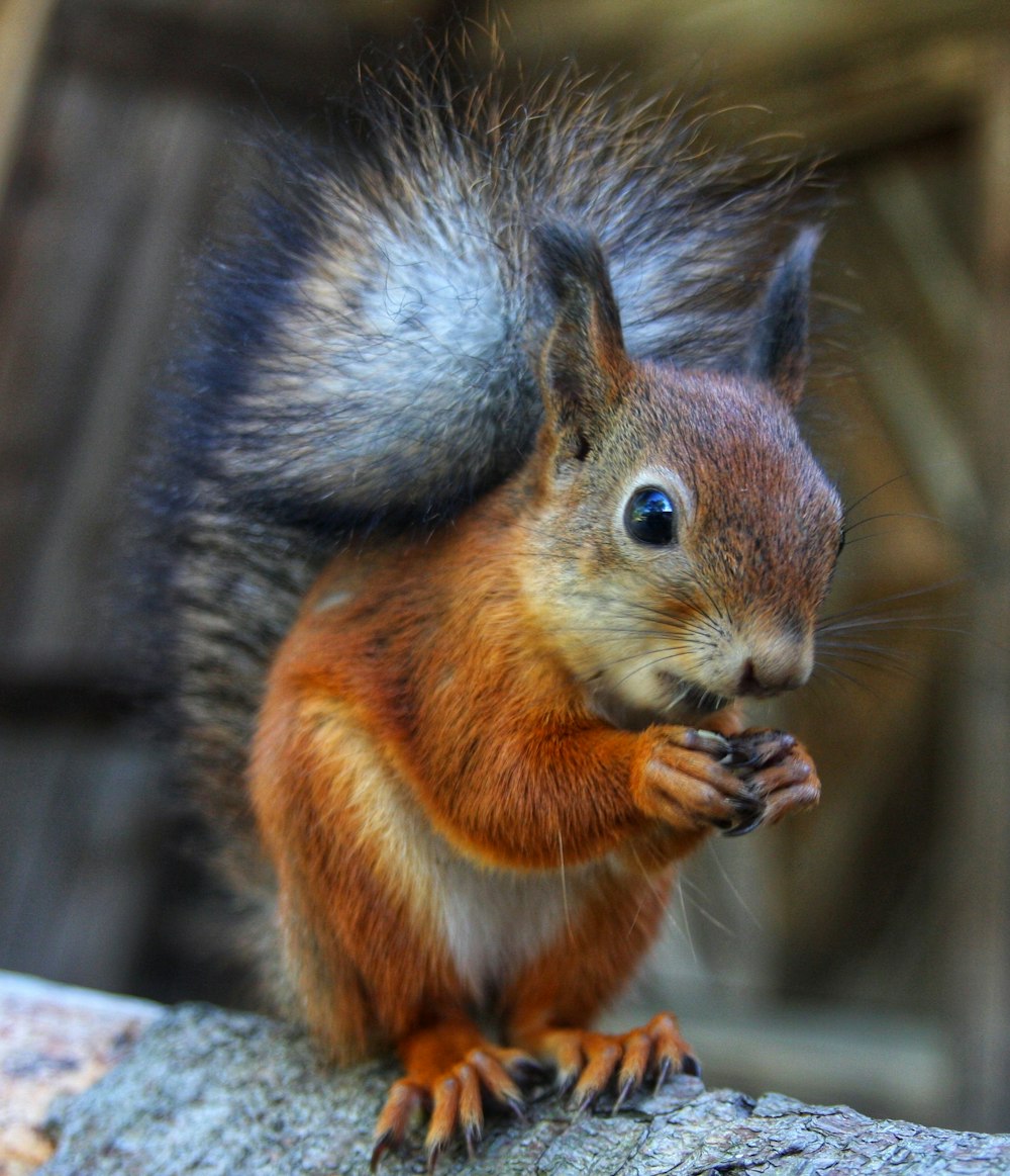 a red squirrel is sitting on a rock