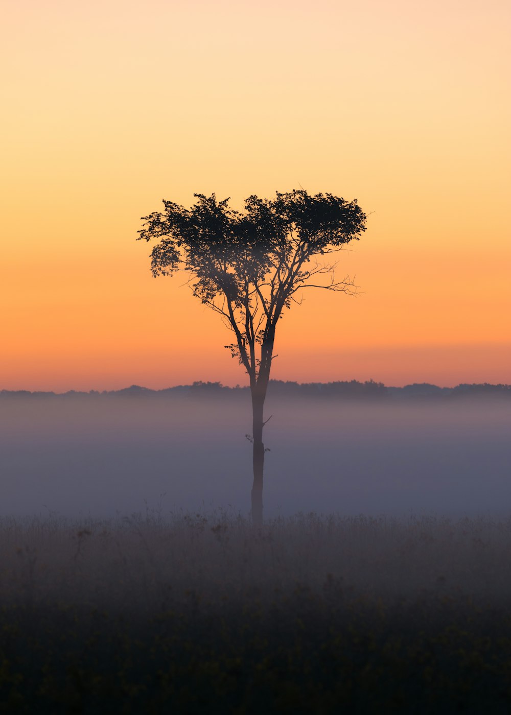 a lone tree in the middle of a foggy field