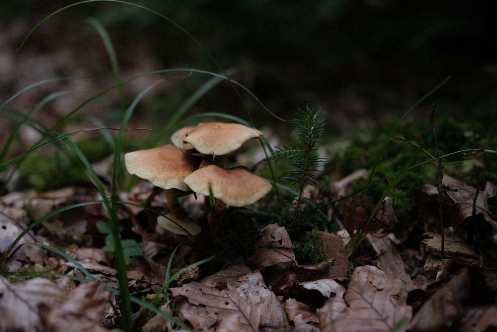 a group of mushrooms that are on the ground