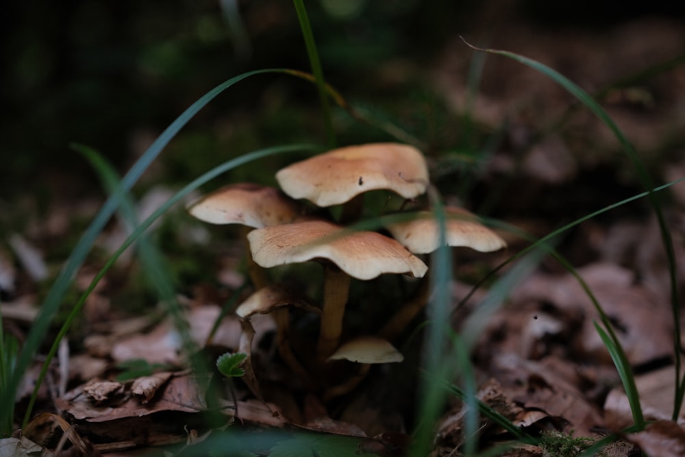 a group of mushrooms that are sitting in the grass