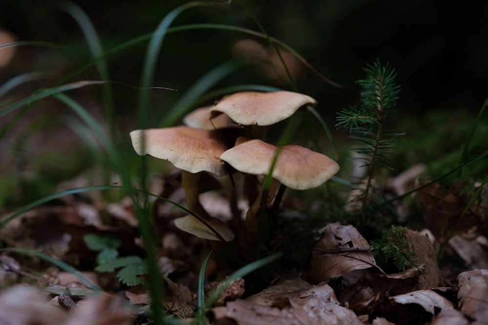 a group of mushrooms sitting on top of a forest floor