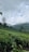A lush, green tea plantation spreads across rolling hills under a partly cloudy sky. Tall trees are scattered throughout the landscape, and mountains rise in the distance, partially shrouded by mist. The scene is serene and expansive, emphasizing the natural beauty of the area.