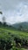 A lush, green tea plantation spreads across rolling hills under a partly cloudy sky. Tall trees are scattered throughout the landscape, and mountains rise in the distance, partially shrouded by mist. The scene is serene and expansive, emphasizing the natural beauty of the area.