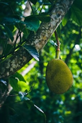 a jackfruit hanging from a tree in a forest