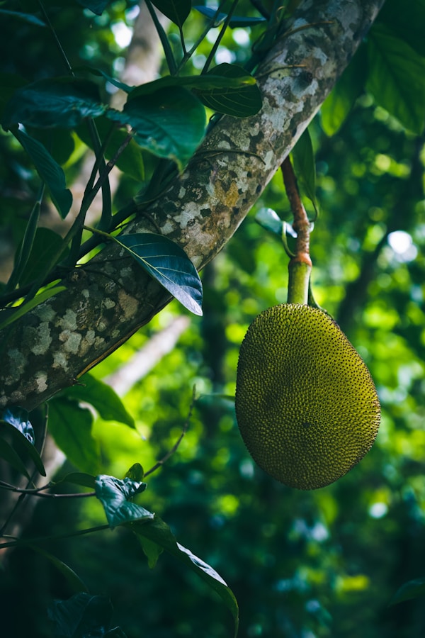 A jackfruit hanging from a tree in a forest