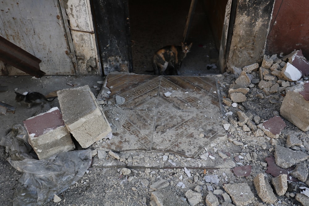 a dog is standing in the doorway of a destroyed building