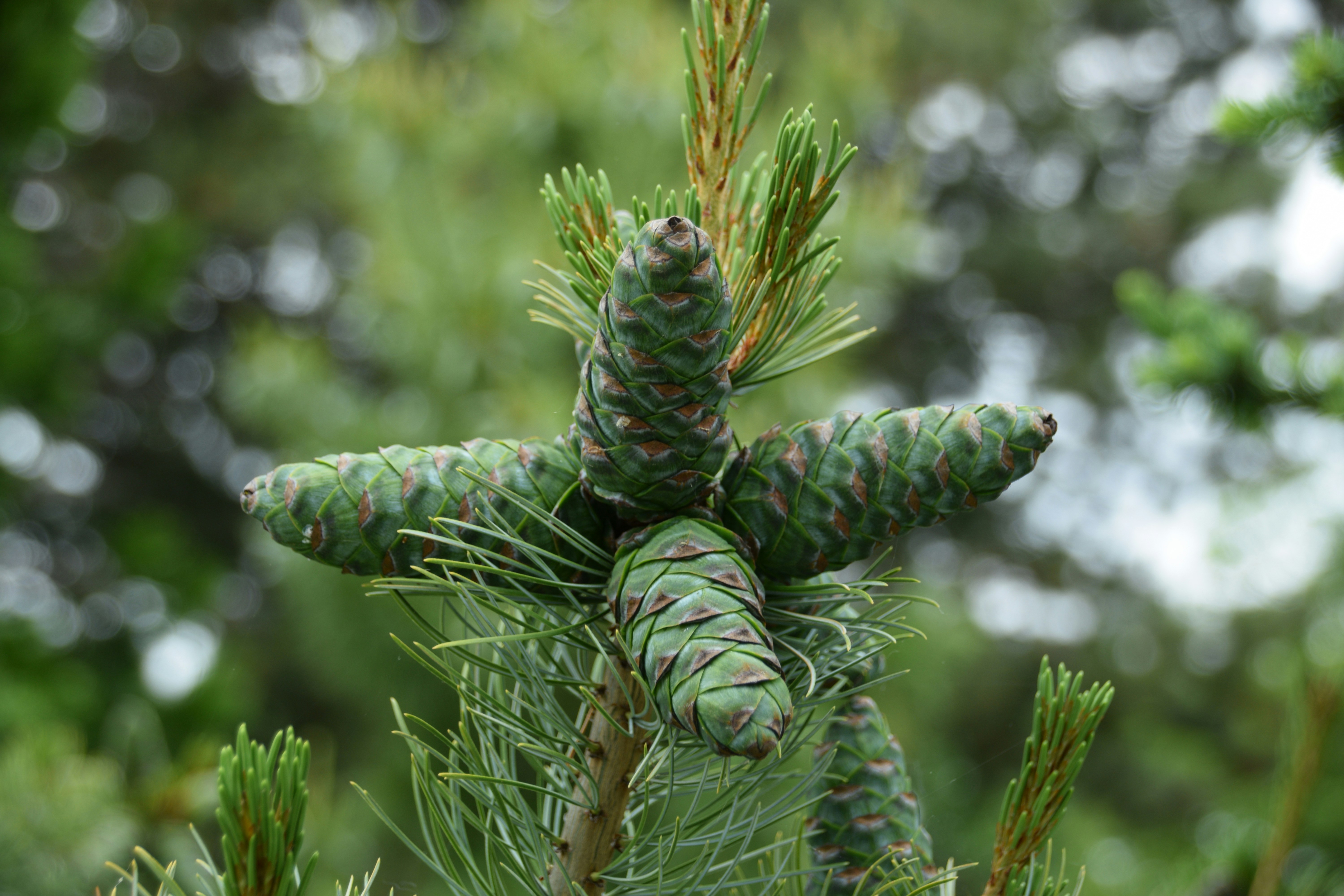 Threats That Still Loom Large (image credits: unsplash)