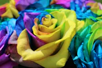 a close up of a rainbow colored rose