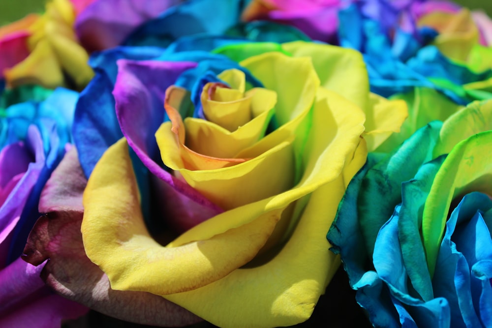 a close up of a rainbow colored rose