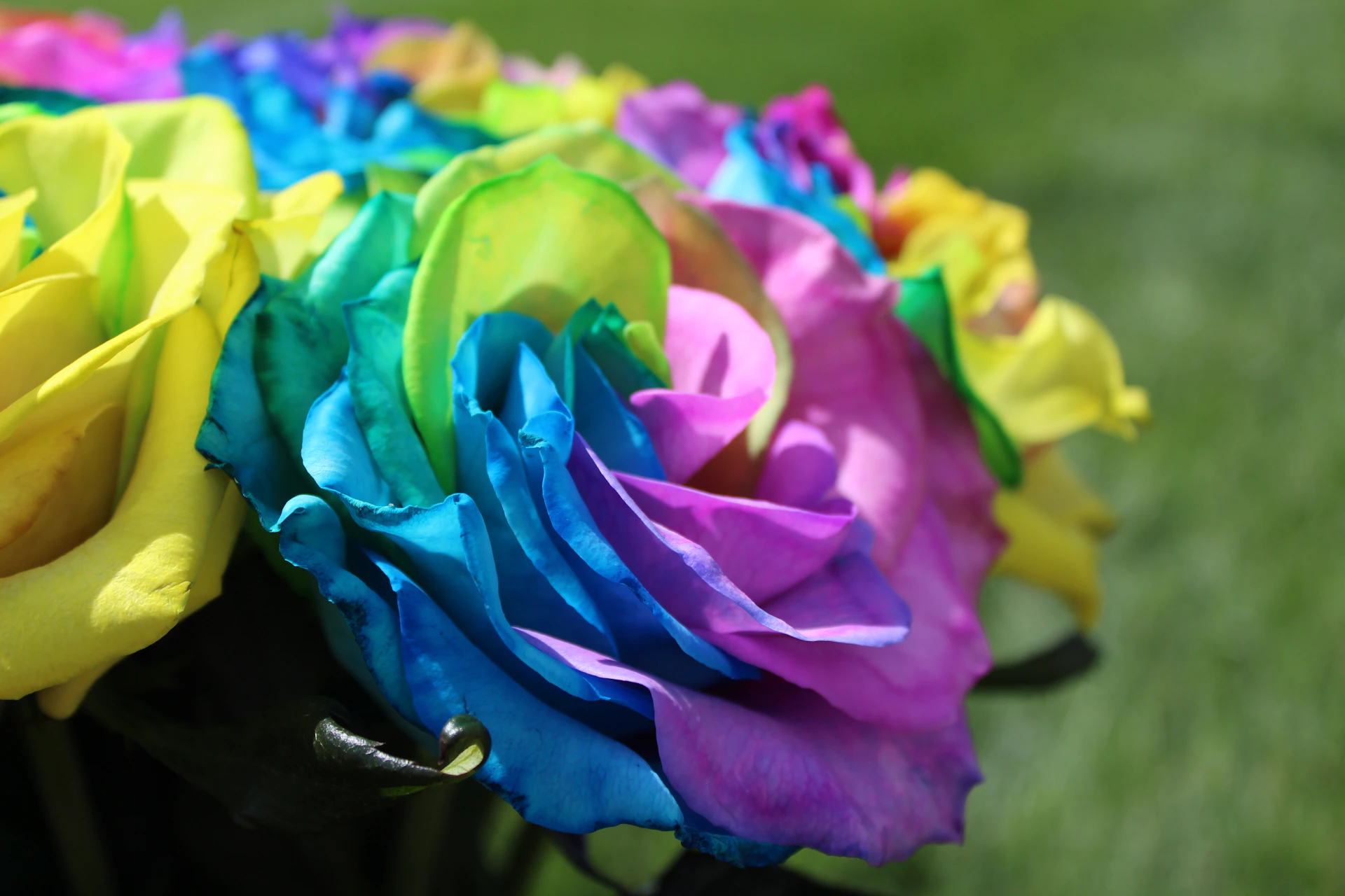 a close up of a bunch of colorful flowers