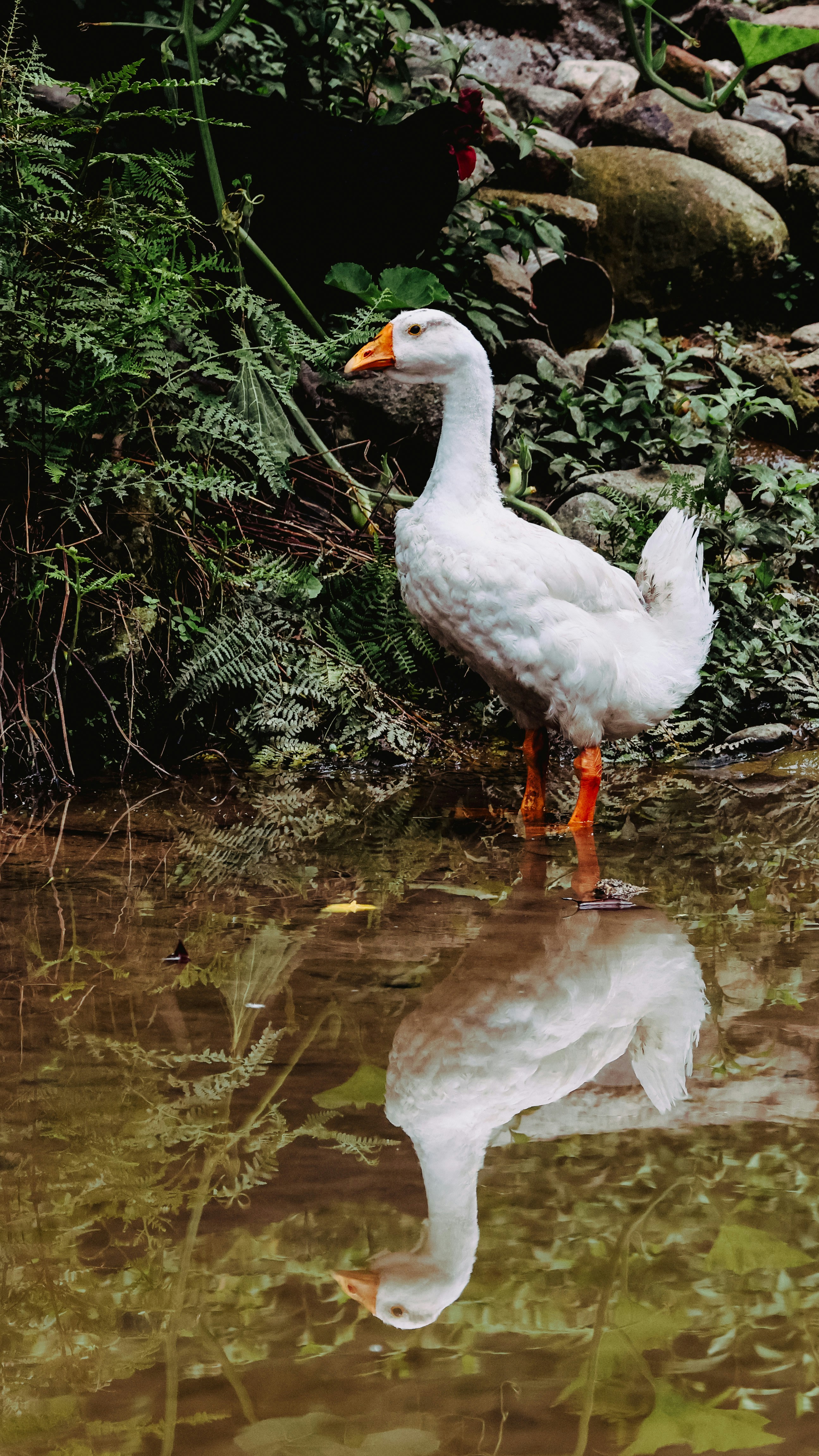 Photo by dickenslin76