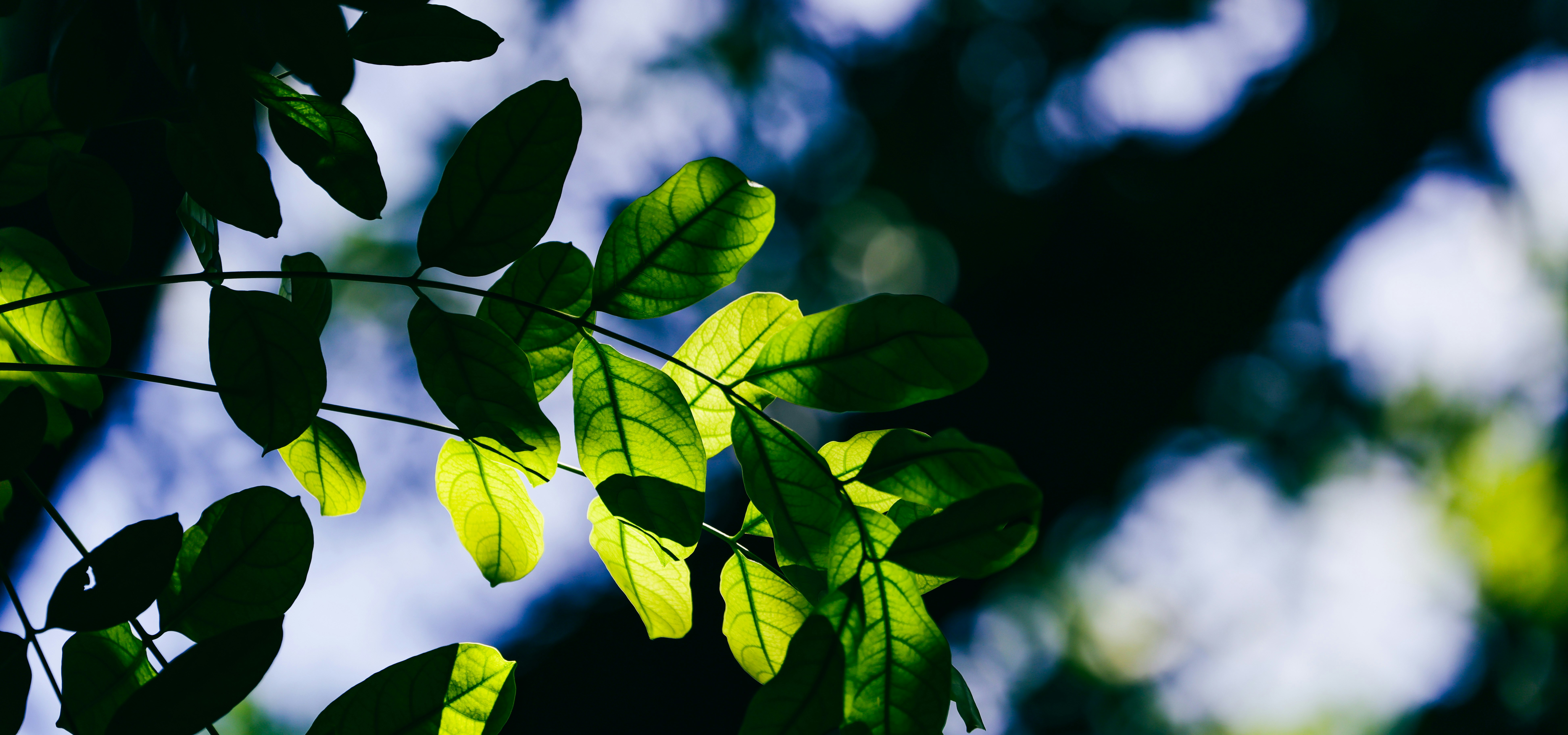 Photo by dickenslin76