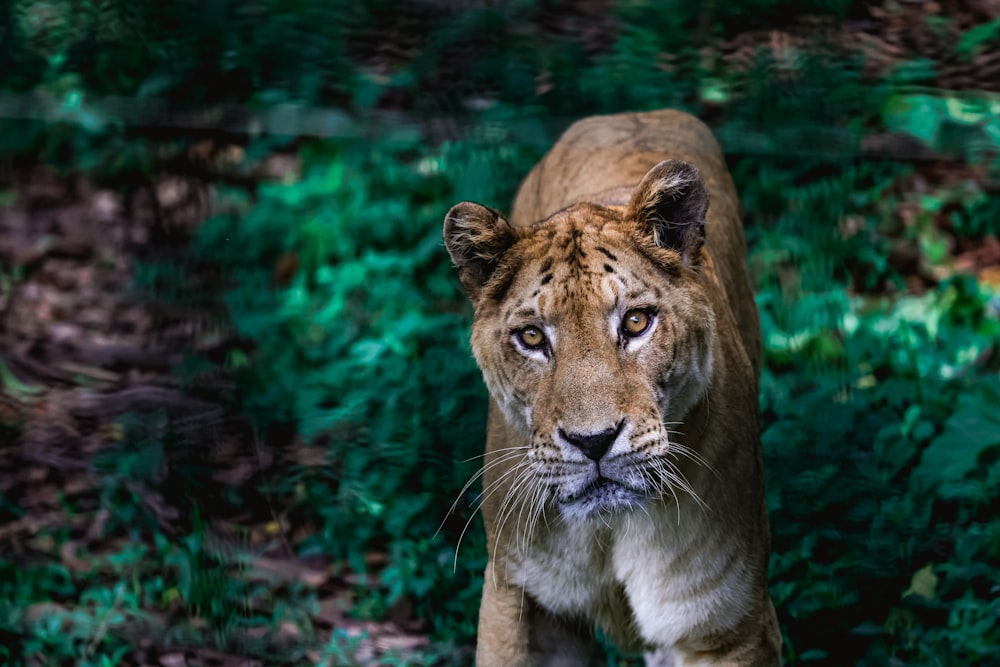 a close up of a tiger on a field of grass