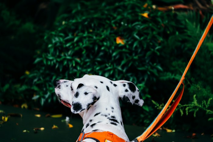 Walk harness and leash set inspiration with Dalmatian outdoors