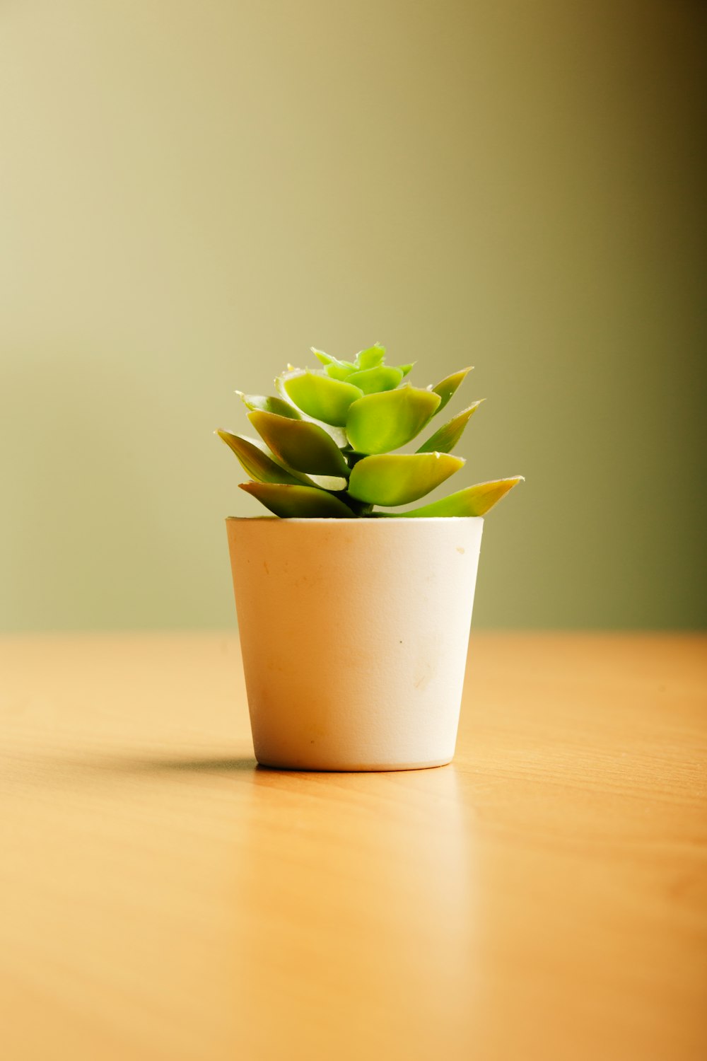 a small potted plant sitting on top of a wooden table