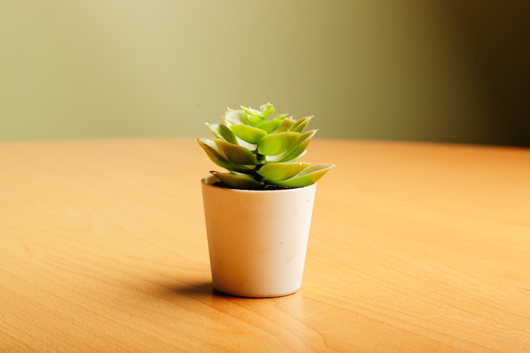 辦公室可以放多肉植物嗎？辦公桌上的綠色植物養護祕訣