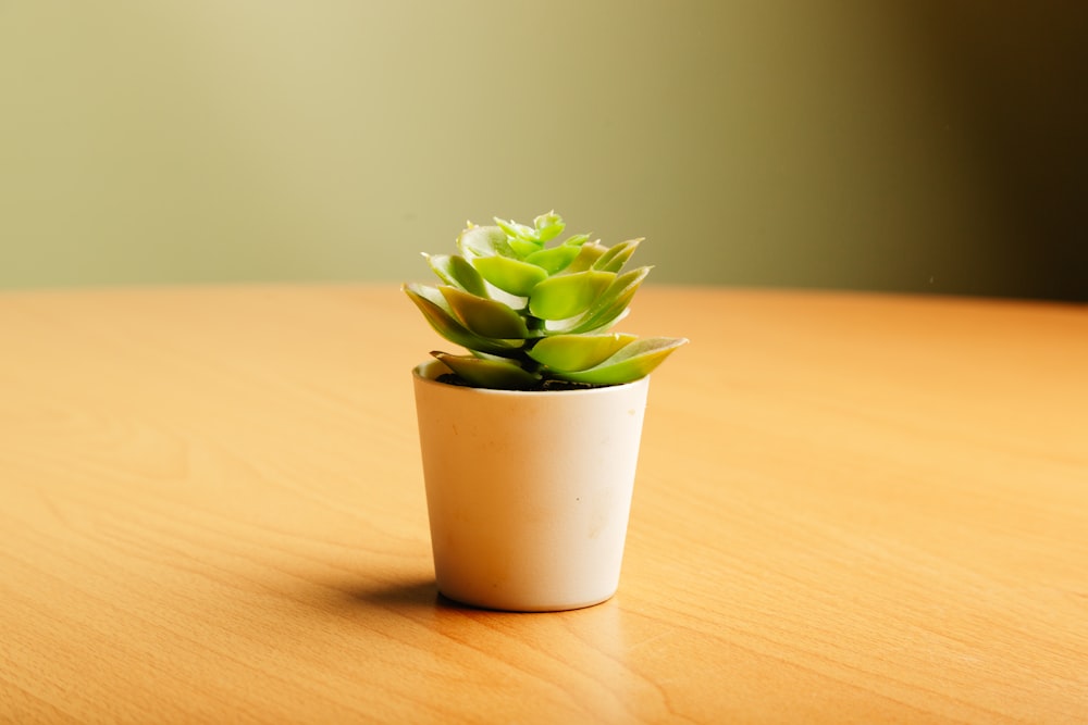 a small potted plant sitting on top of a wooden table