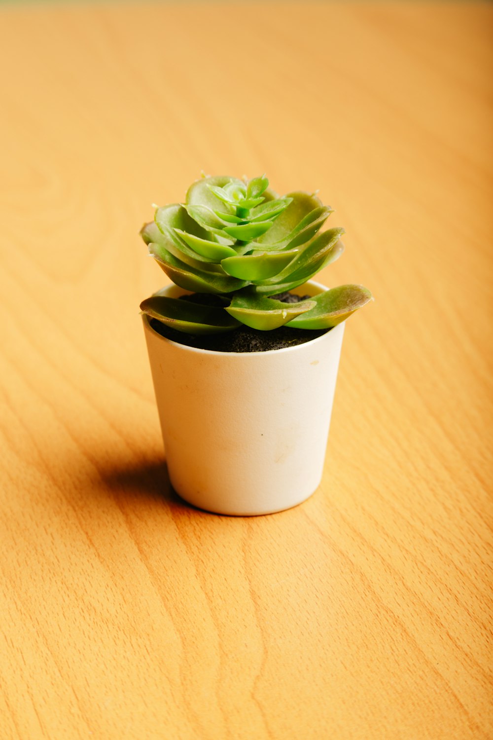 a small potted plant sitting on top of a wooden table