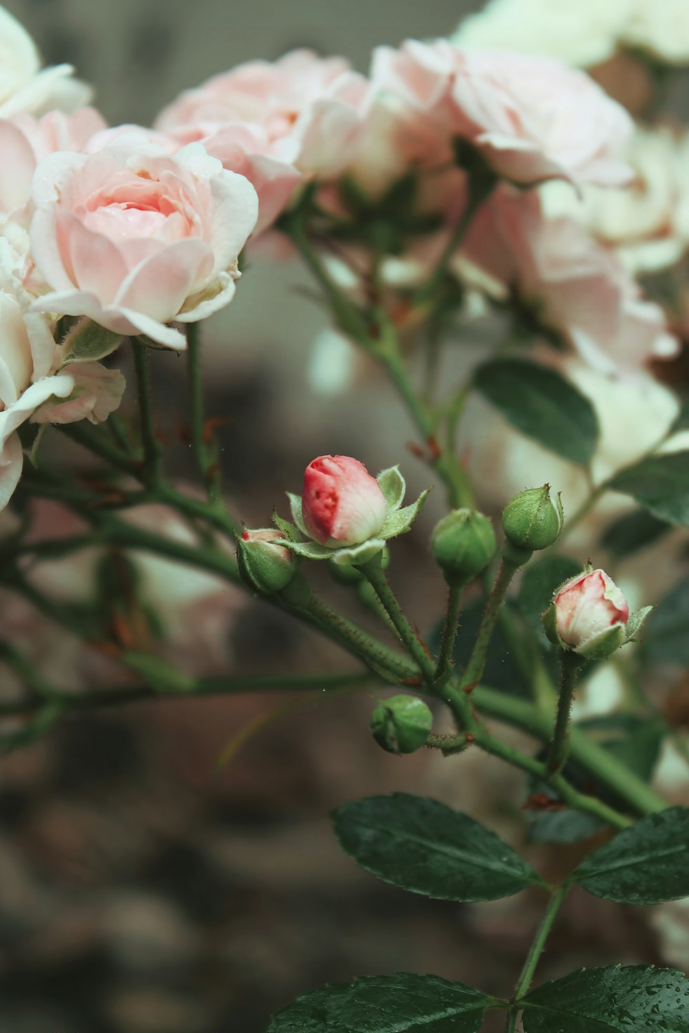 a bunch of pink and white flowers with green leaves