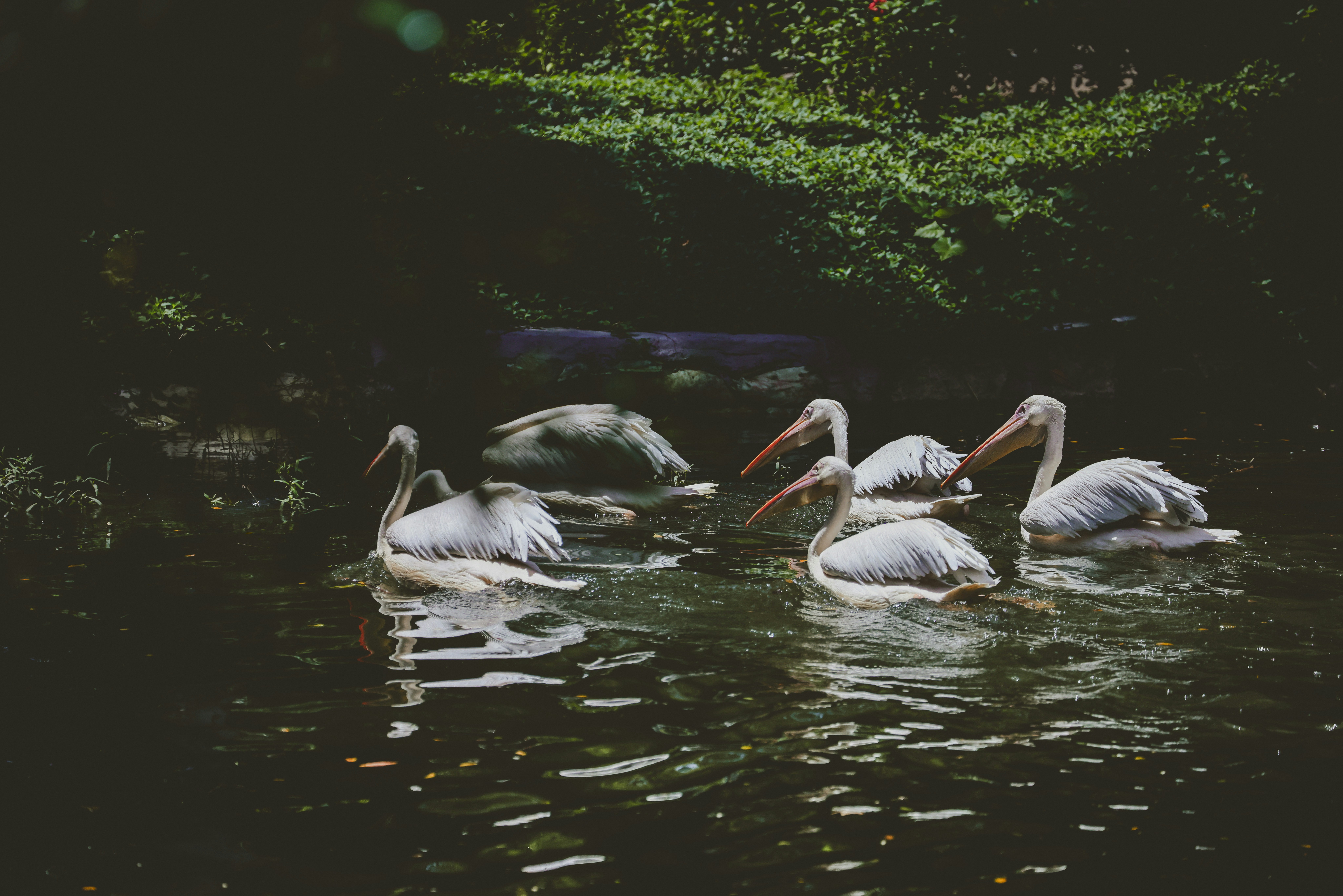 Photo by dickenslin76