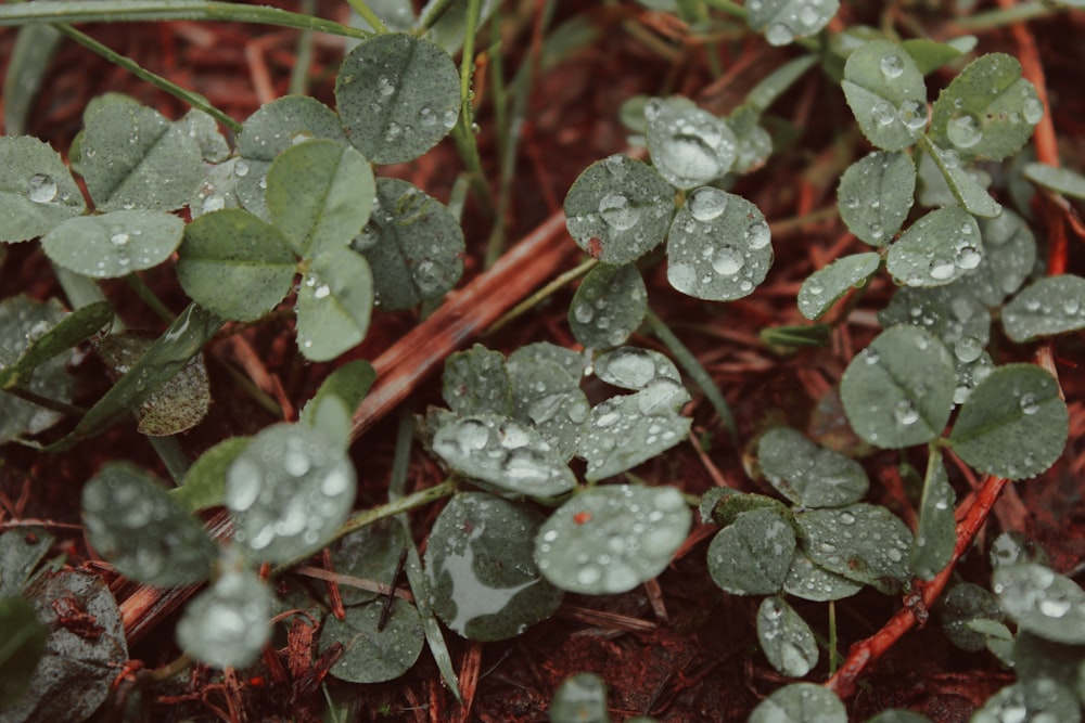 a close up of a plant with drops of water on it