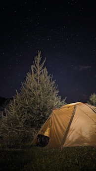 A warmly lit tent is set up outdoors next to a large evergreen tree under a star-filled night sky. The scene conveys a sense of tranquility and connection with nature.
