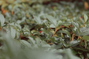 Asymmetrical organic frame encompassing a close-up of natural leaves with dew drops