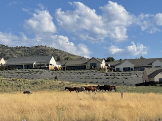 A group of content horses grazing near stacks of golden hay bales under a clear blue sky.