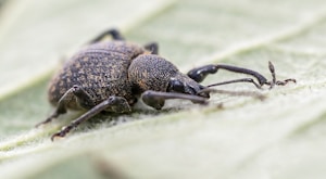 Hissing Roach