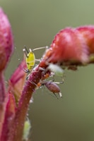 Several aphids are perched on a plant stem, displaying various shades of green and purple hues in their bodies. The stem is fuzzy and has a reddish-pink color, contrasting against a soft, out-of-focus green background.