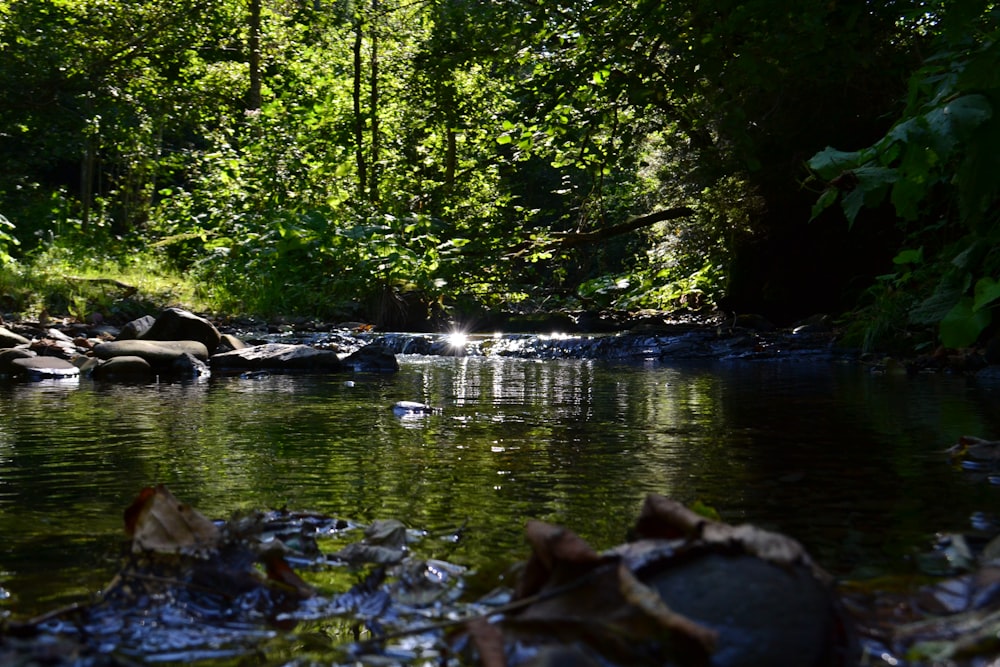 a stream running through a lush green forest