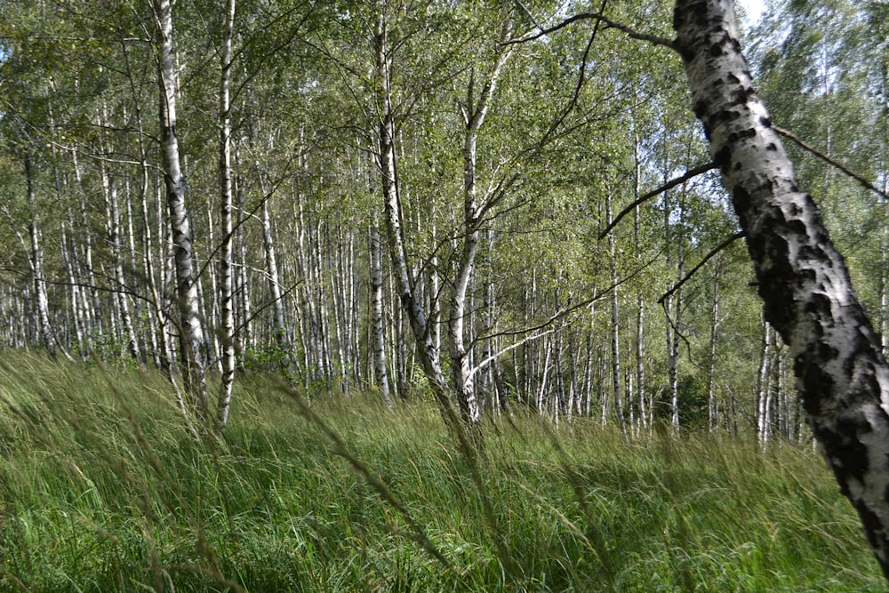 a forest filled with lots of tall green grass
