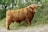 A large Highland cow with shaggy, reddish-brown fur and distinctive curved horns stands in a natural setting surrounded by green shrubs and trees.