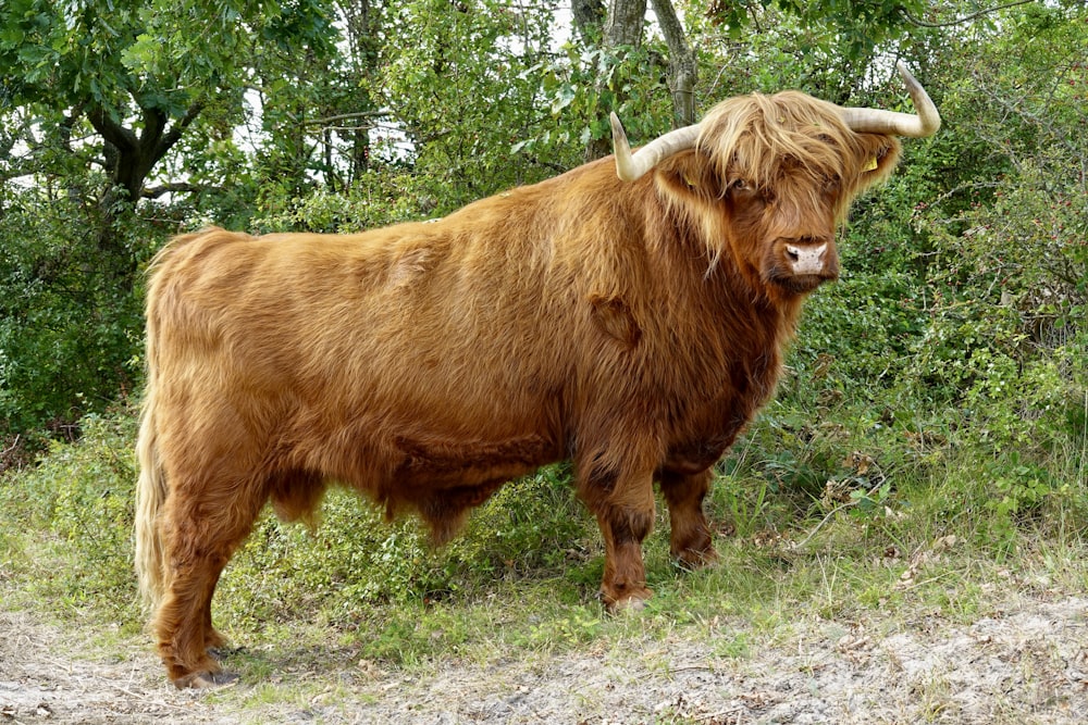 a brown cow standing on top of a grass covered field