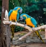 two blue and yellow parrots sitting on a branch