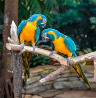 two blue and yellow parrots sitting on a branch