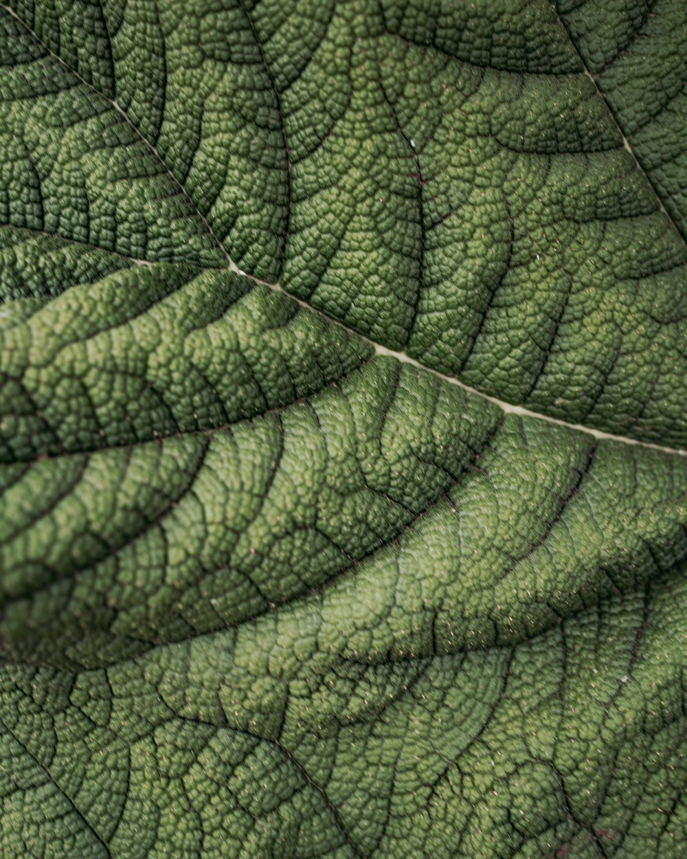 a close up of a green leaf