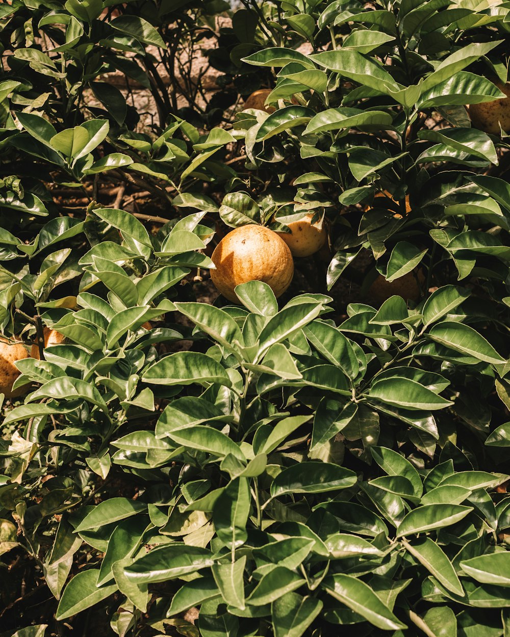 a bush with lots of green leaves and oranges