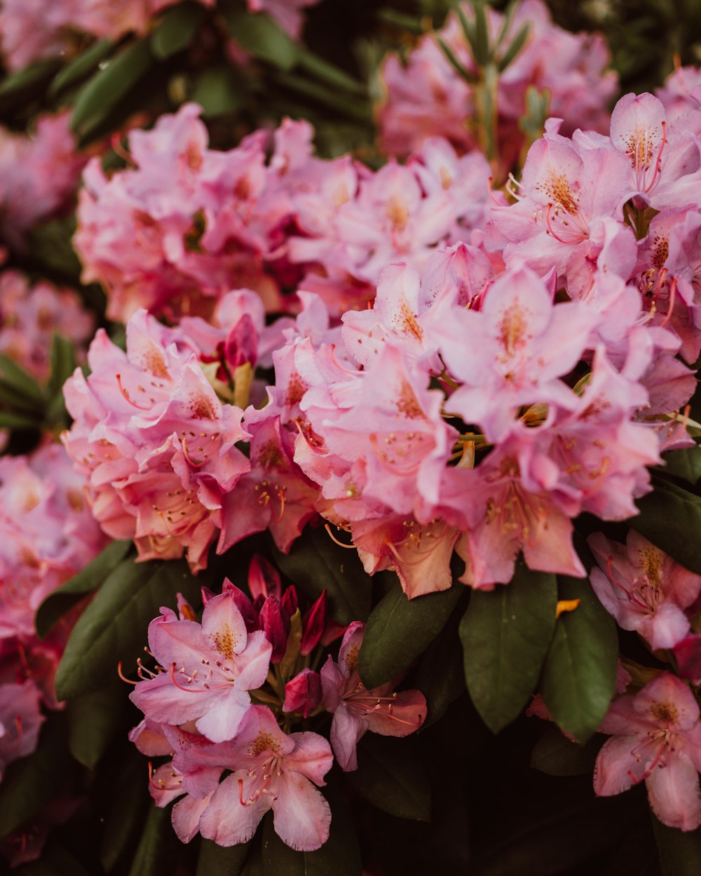 a bunch of pink flowers with green leaves