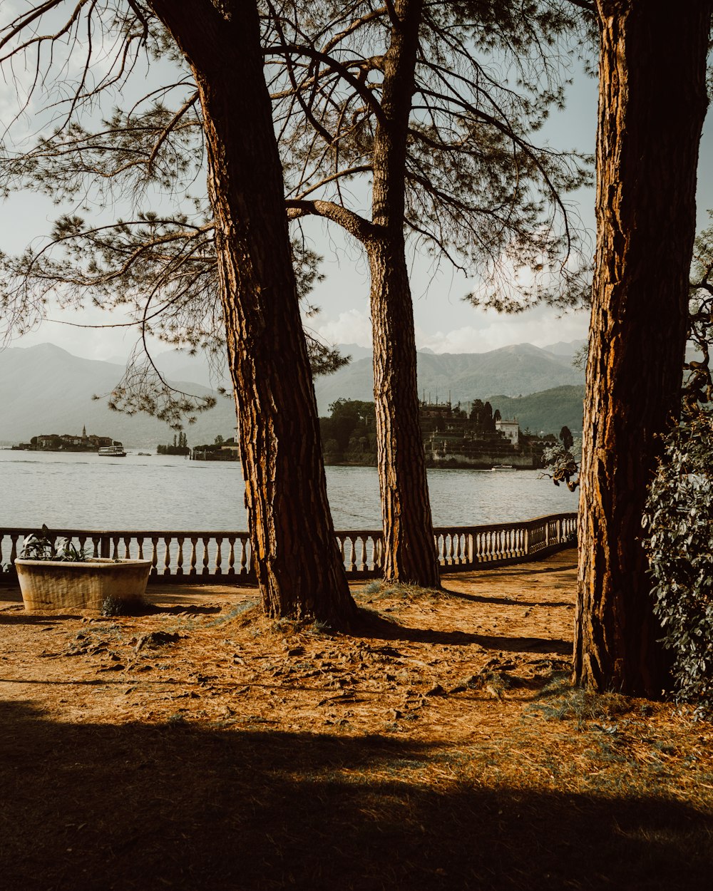 a couple of trees sitting next to a body of water