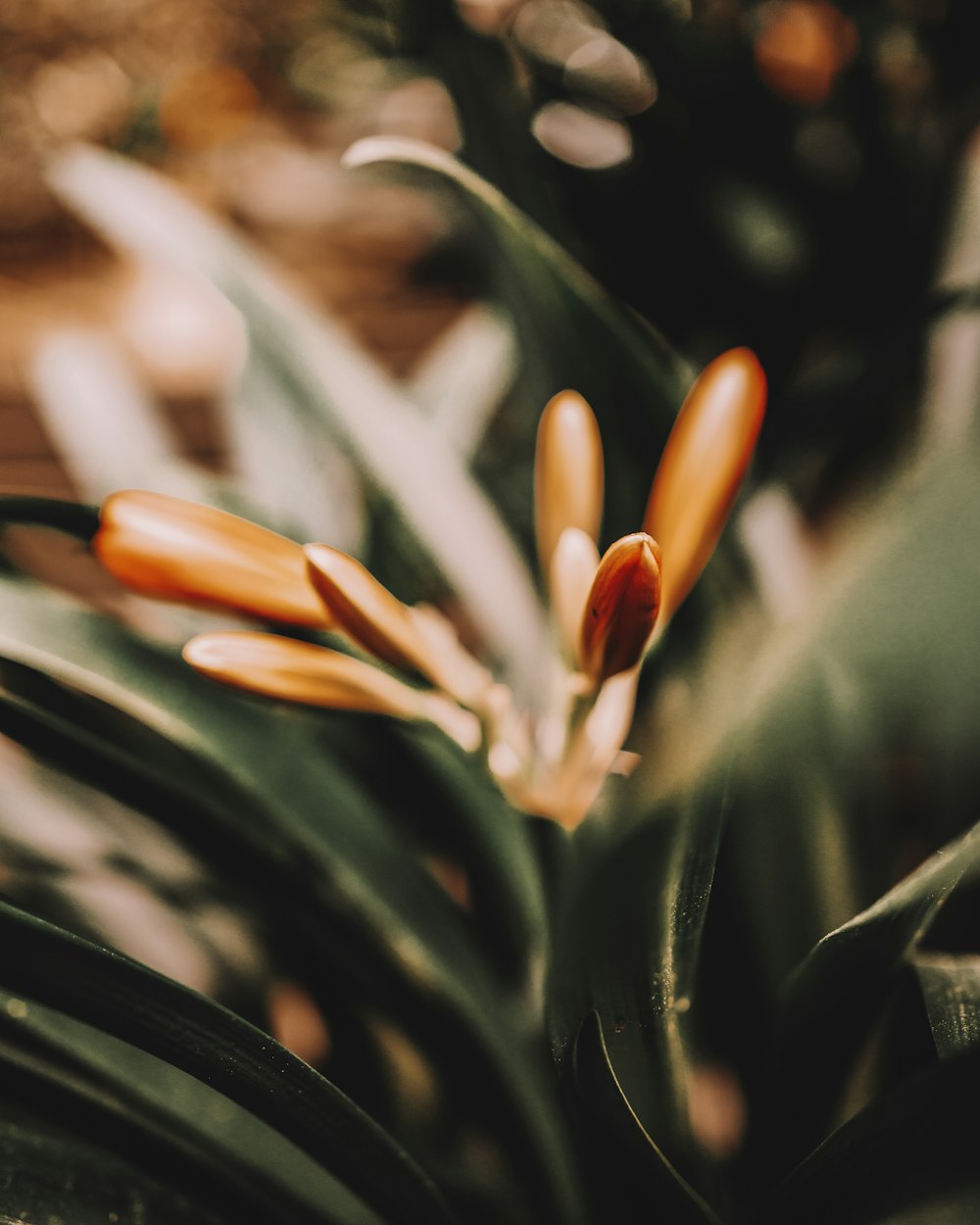 a close up of a flower on a plant