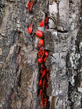 Several bright red and black insects are closely grouped together on the rough, textured bark of a tree. The vivid color of the bugs contrasts sharply with the gray and brown tones of the bark.