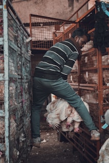 A person in a striped sweater is handling a large white bird, possibly a chicken, in a space filled with metal cages. The setting appears to be a poultry market or farm, with various cages stacked around.