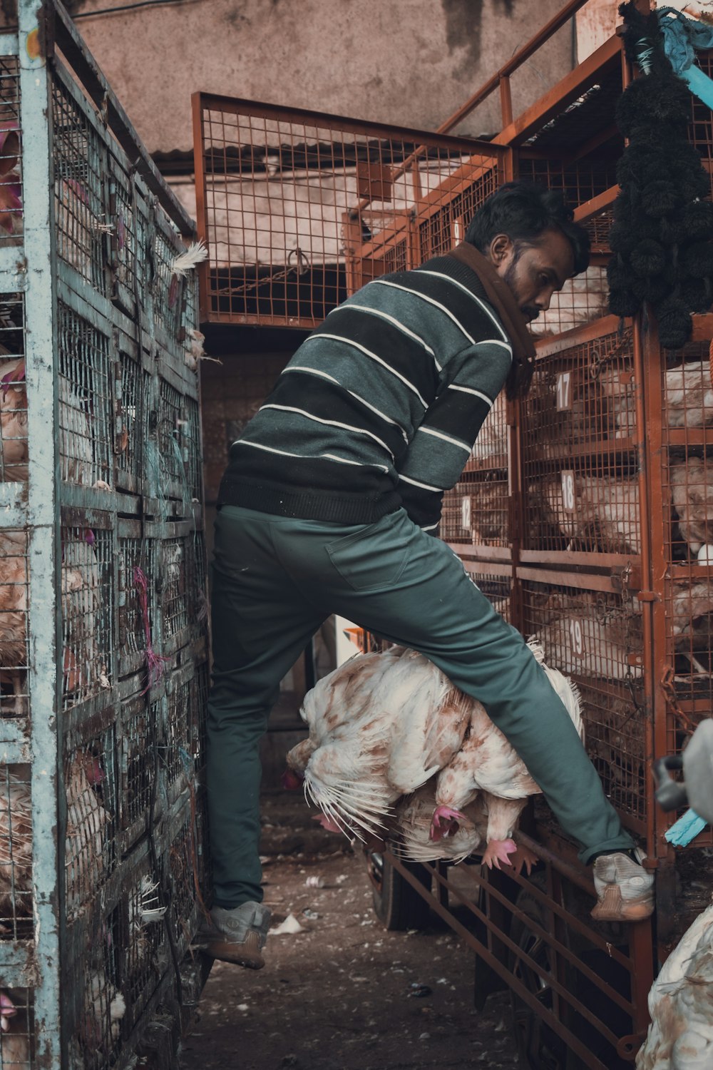 a man standing on top of a cage filled with chickens