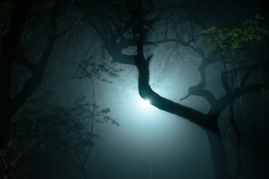 A misty forest scene from a lezitgames title, glowing with soft, eerie light.