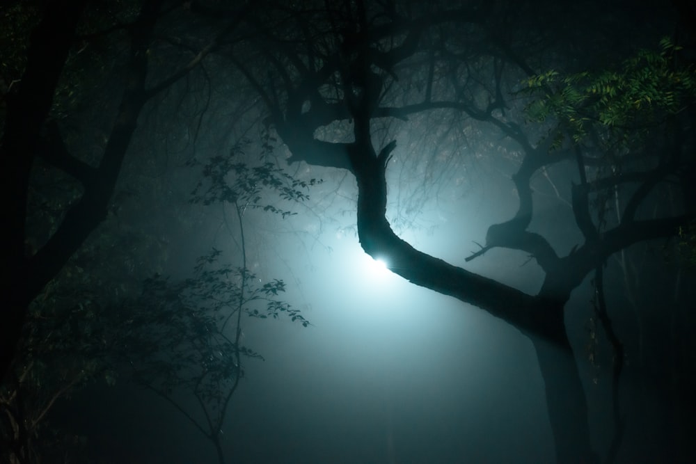 a tree in the fog with a light shining through it