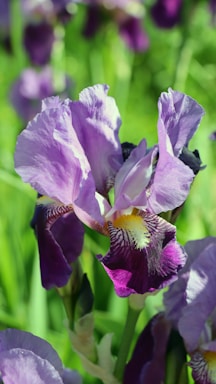 A close-up of a vibrant purple iris flower with delicate, ruffled petals. The flower has intricate patterns of white and yellow at its center, surrounded by lush green foliage in the background.