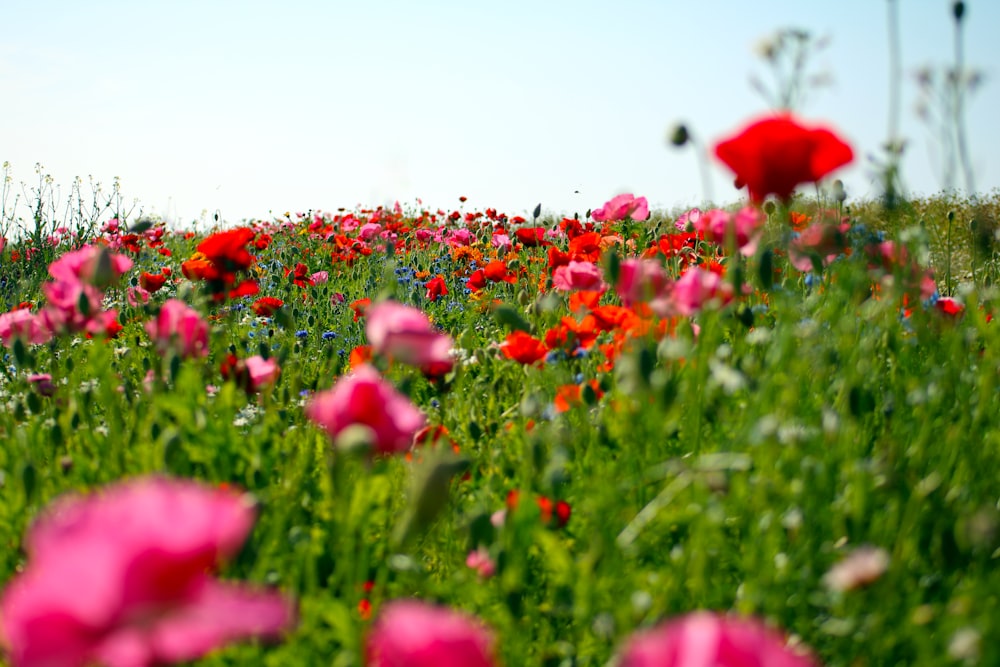 a field full of red and pink flowers