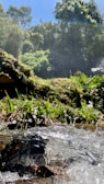 A lush, green forest landscape with sunlight filtering through the trees. A small stream can be seen in the foreground, its clear water splashing over rocks and moss. The dense foliage and vibrant vegetation create a serene and refreshing natural setting.