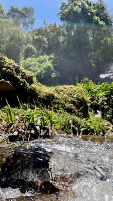 A lush, green forest landscape with sunlight filtering through the trees. A small stream can be seen in the foreground, its clear water splashing over rocks and moss. The dense foliage and vibrant vegetation create a serene and refreshing natural setting.